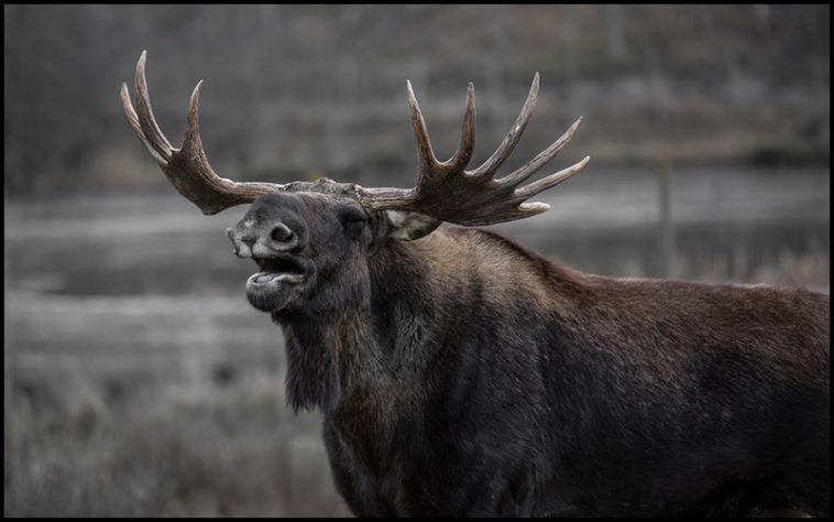 Moose Drinking Game - theChuggernauts.com